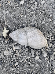 Bocourtia aequatoria