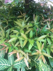 Syzygium myrtifolium