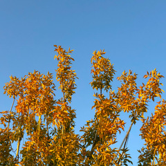 Fraxinus chinensis