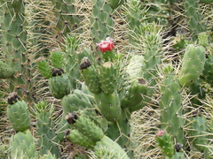 Austrocylindropuntia subulata