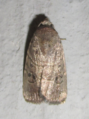 Elaphria fuscimacula