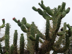 Austrocylindropuntia subulata