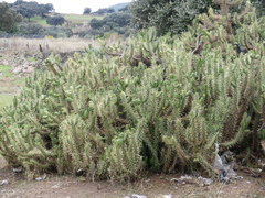 Austrocylindropuntia subulata