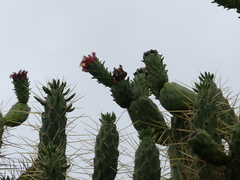 Austrocylindropuntia subulata