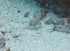 Coryphopterus glaucofraenum