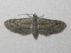 Eupithecia longidens