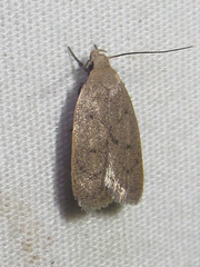 Inga obscuromaculella