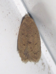 Inga obscuromaculella