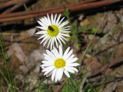 Brachyscome diversifolia