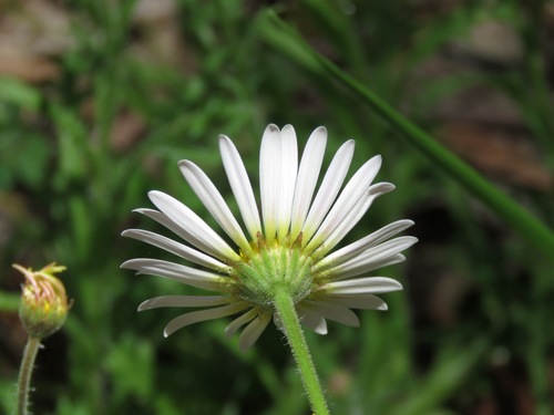 Image of Brachyscome diversifolia by (c) Elspeth Swan, some rights reserved (CC BY)