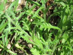 Brachyscome diversifolia