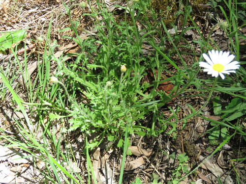 Image of Brachyscome diversifolia by (c) Elspeth Swan, some rights reserved (CC BY)