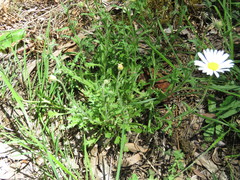 Brachyscome diversifolia