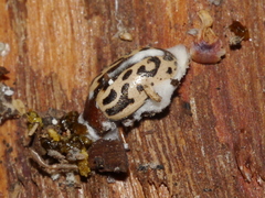 Zygogramma piceicollis