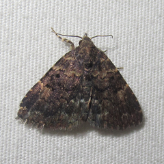 Metalectra miserulata