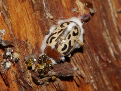 Zygogramma piceicollis