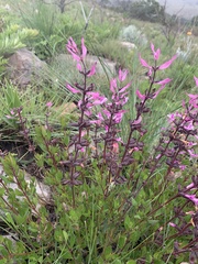 Syncolostemon transvaalensis