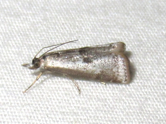 Microcrambus croesus