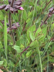 Syncolostemon transvaalensis
