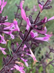 Syncolostemon transvaalensis