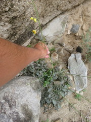 Chylismia multijuga