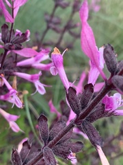 Syncolostemon transvaalensis