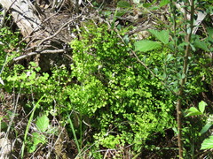 Adiantum aethiopicum