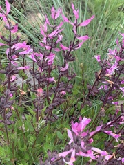 Syncolostemon transvaalensis