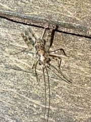 Tachycines asynamorus