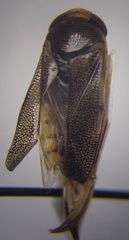 Corixa affinis