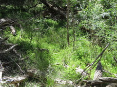 Adiantum aethiopicum