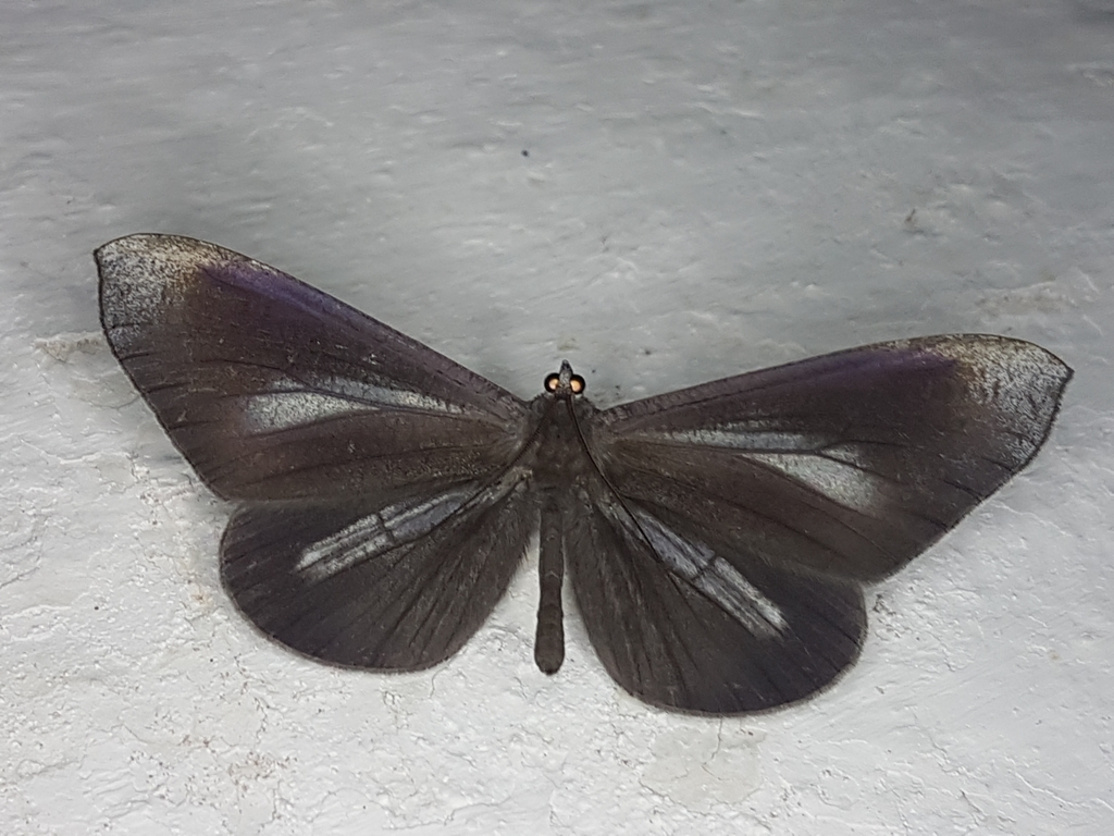 Macrosoma lucivittata