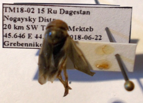 Corixa affinis
