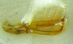 Corixa affinis