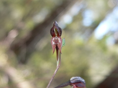 Pterostylis rufa