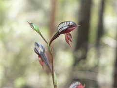 Pterostylis rufa