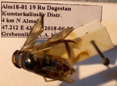 Corixa jakowleffi