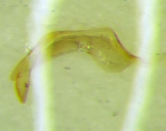 Corixa jakowleffi