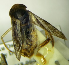Corixa jakowleffi