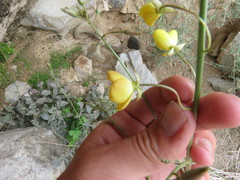 Chylismia multijuga