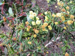 Acacia aspera