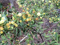 Acacia aspera