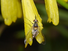 Neacreotrichus consors