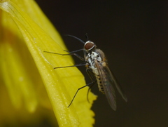 Neacreotrichus consors