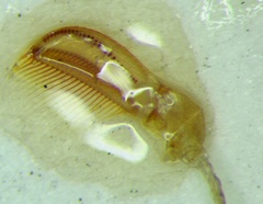 Corixa jakowleffi