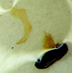 Corixa jakowleffi