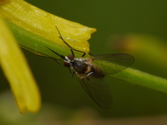 Neacreotrichus consors