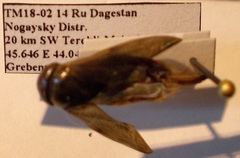 Corixa punctata
