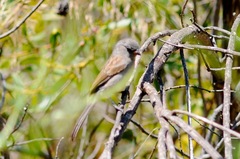 Spizella atrogularis