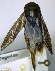 Corixa punctata